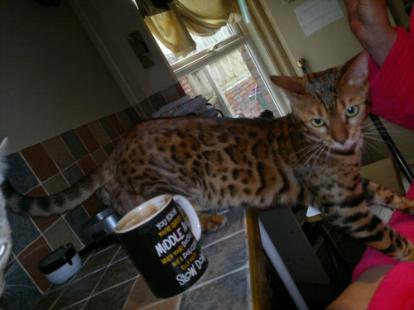 photo of storm our bengal stud