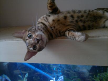 photo of storm our bengal stud