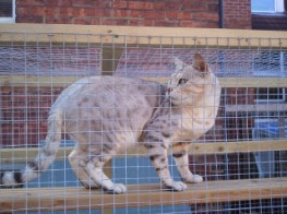 Click on photo to go to Bengal Suds